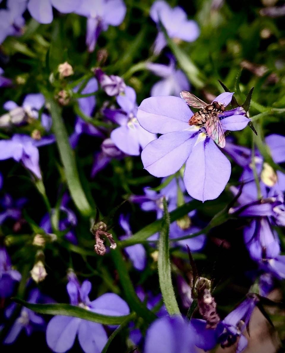 Bee on Purple Flower.jpg