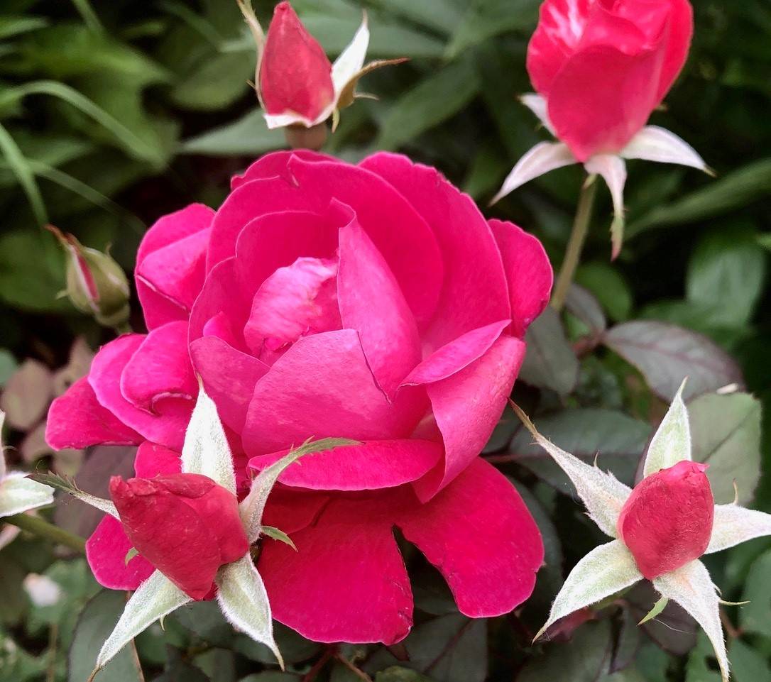 Belmore Roses.jpg