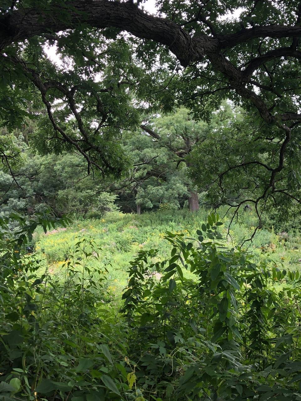Eloise Oak over Meadow.jpg