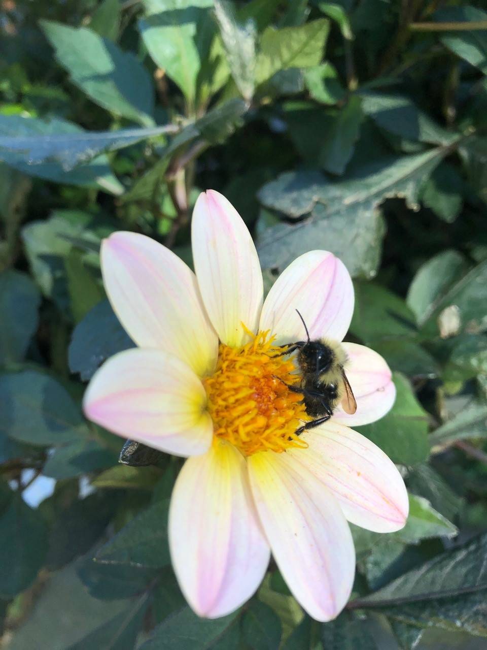 Rusty patch bumblebee on dahlia.jpg